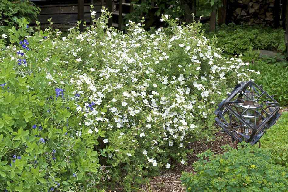Лапчатка кустарниковая в ландшафтной композиции Лапчатка кустарниковая в ландшафтной композиции