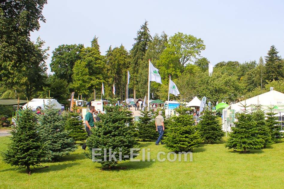 Ель Датская на выставке