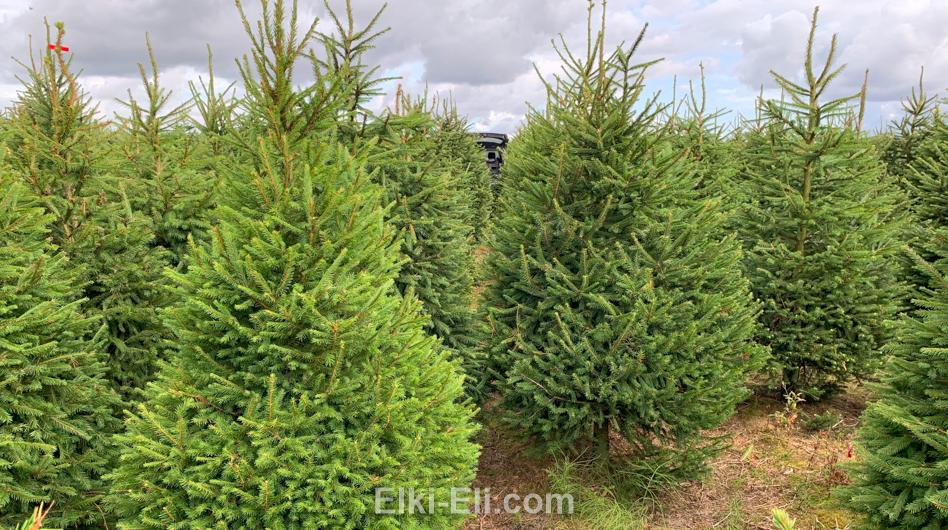 Ель норвежская в питомнике.