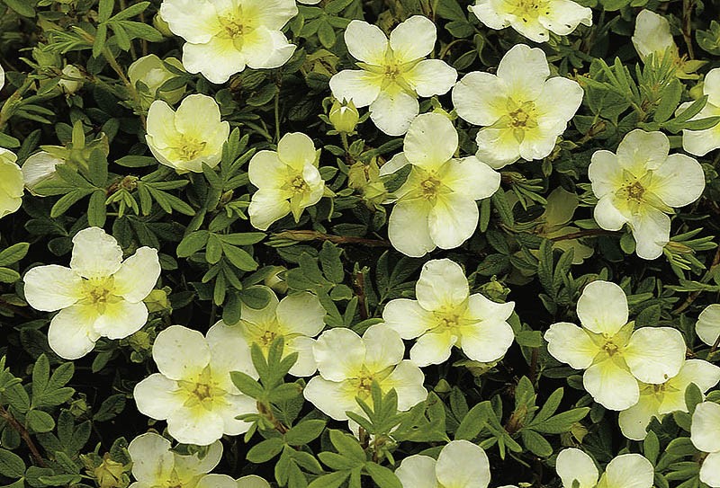 Цветы лапчатки кустарниковой Limelight Цветы лапчатки кустарниковой Limelight