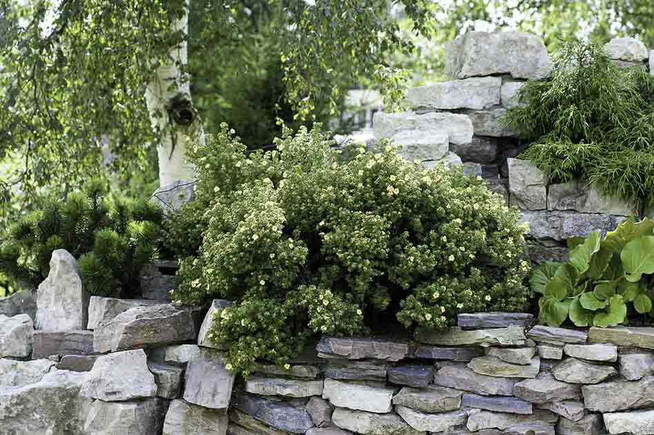 Лапчатка кустарниковая в ландшафте Лапчатка кустарниковая в ландшафте