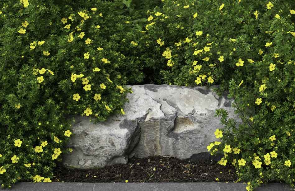 Лапчатка кустарниковая Daydawn в ландшафте Лапчатка кустарниковая Daydawn в ландшафте