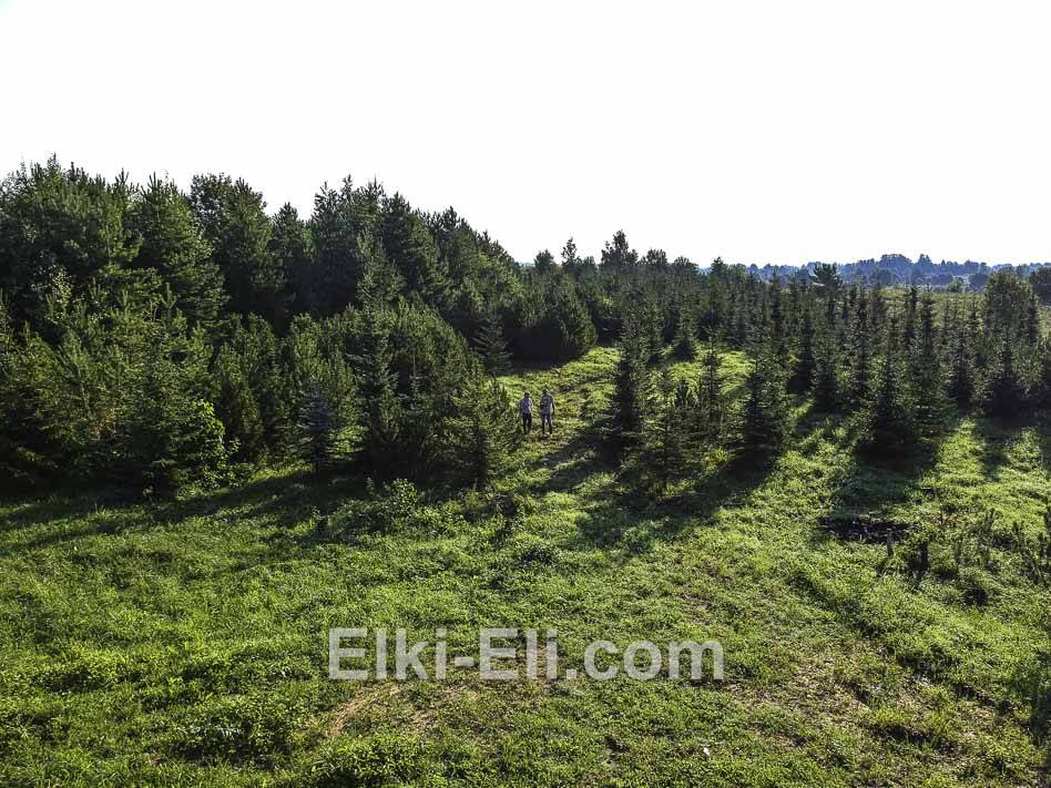 Ель удмуртская в естественной среде