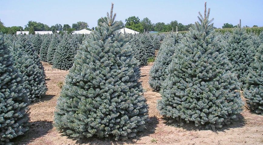 Ель колючая Фат Альберт в питомнике