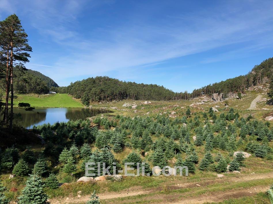 Пихта Cкандинавская в питомнике