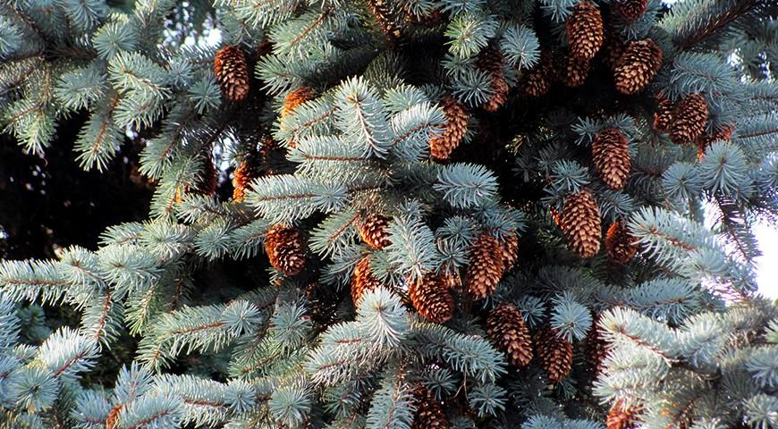 Ель колючая Эдит: фото шишек Ель колючая Эдит: фото шишек