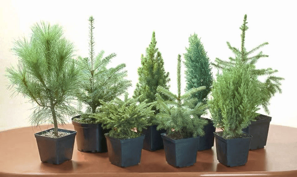 Природный вид хвойных растений в юном возрасте.