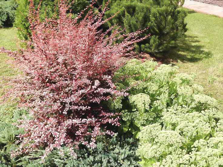 Барбарис Тунберга ‘Harlequin’ в миксбордере