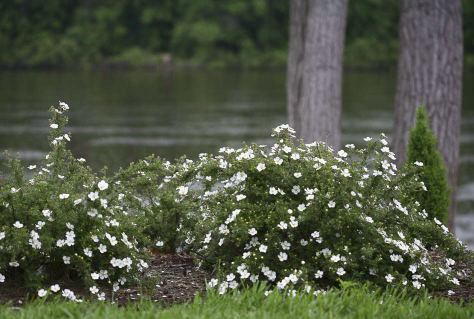 Лапчатка кустарниковая в дикой природе Лапчатка кустарниковая в дикой природе