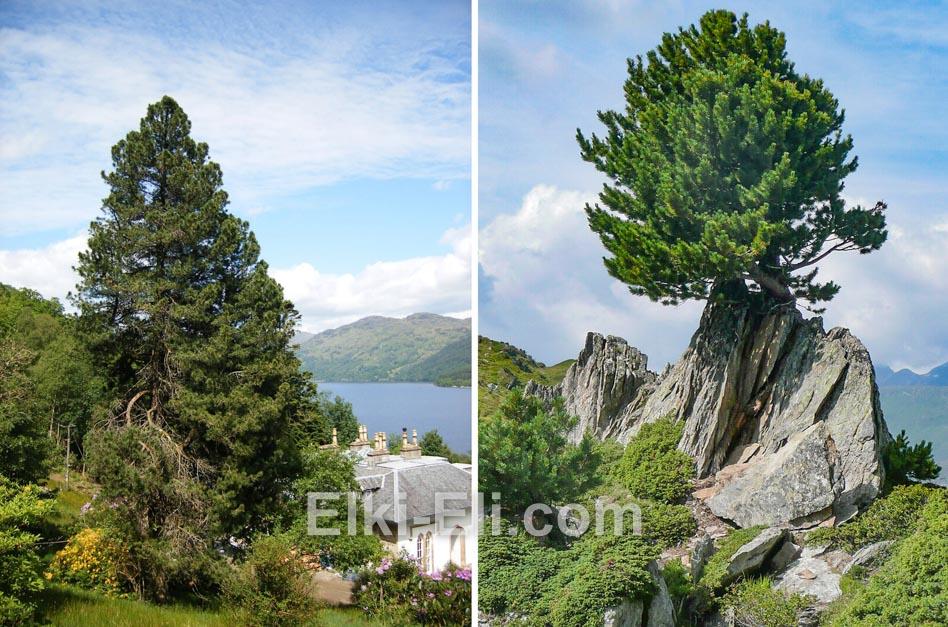 Кедр сибирский в естественной среде