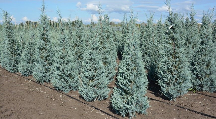 Можжевельник Мунглоу в питомнике Можжевельник Мунглоу в питомнике