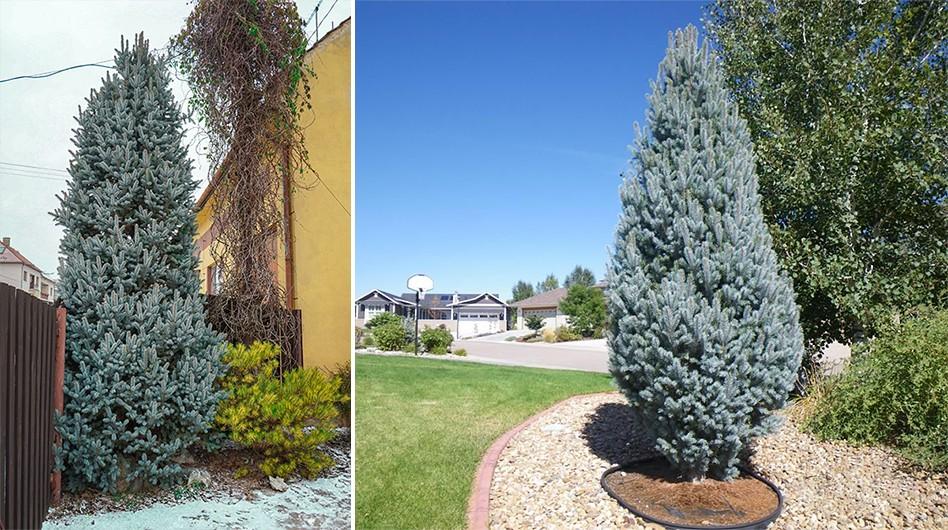 Ель колючая Изель в ландшафте.