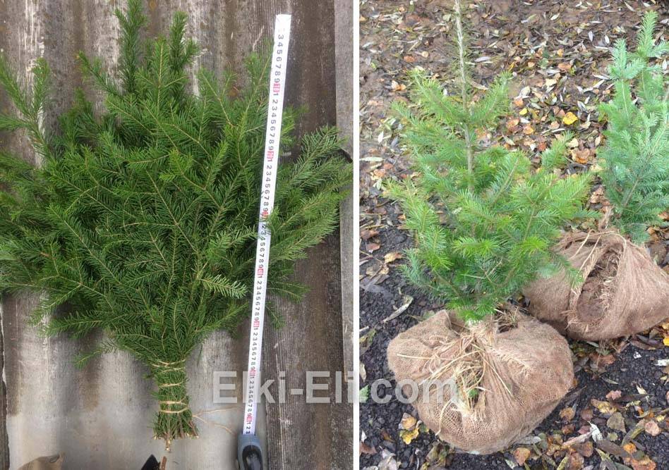 Пихта Сибирская. Лапник и саженцы