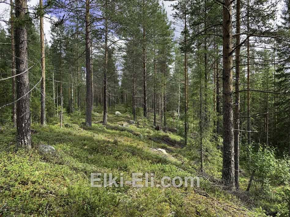 Сосновый лес