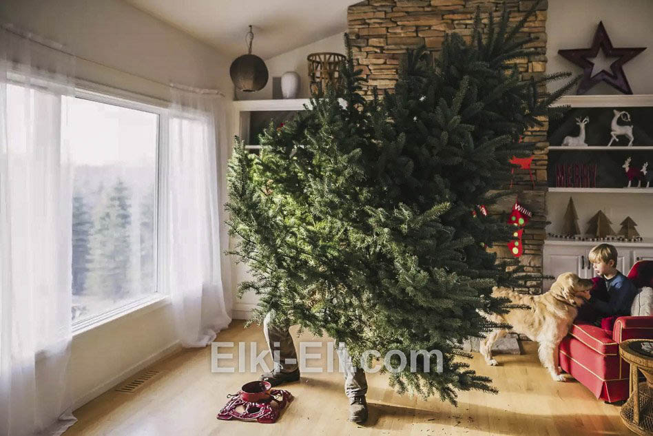 Встречайте Пихту Фразера в доме Встречайте Пихту Фразера в доме