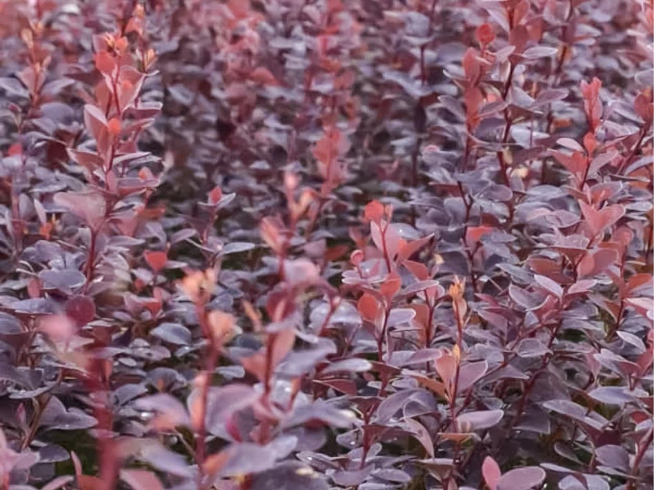 Листва Барбариса Тунберга 'Chocolate Summer' 