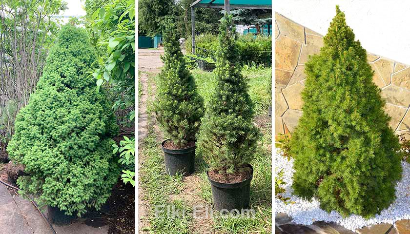 Ель коника в горшке, в промышленной емкости и в ландшафте Ель коника в горшке, в промышленной емкости и в ландшафте