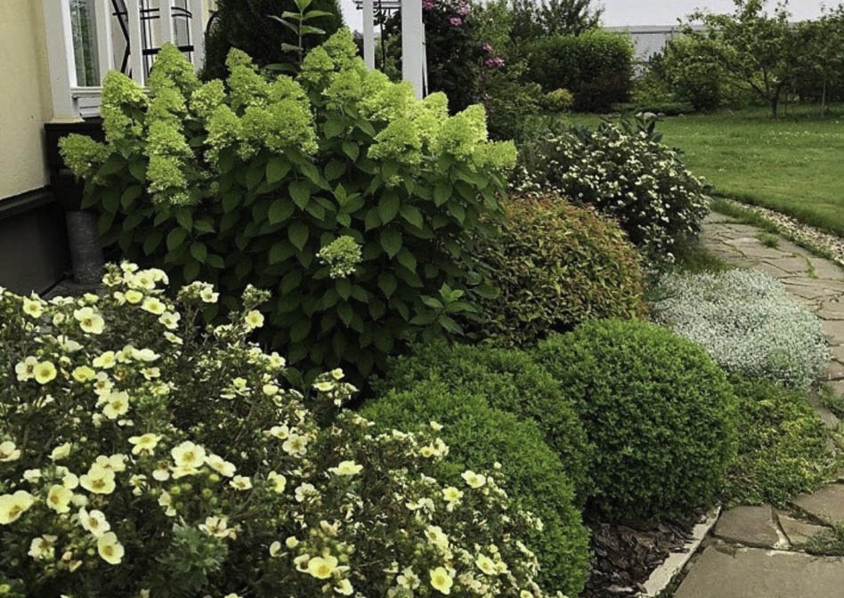 Дазифора кустарниковая в композиции Дазифора кустарниковая в композиции