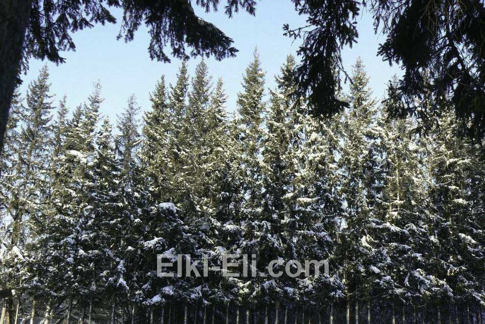 Ель русская в естественной среде