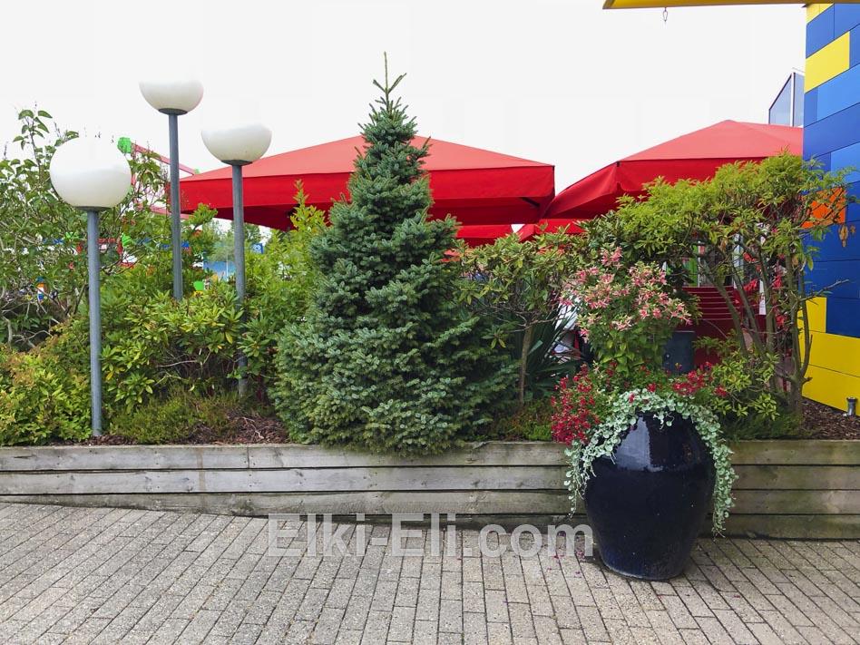 Пихта скандинавская в групповой посадке