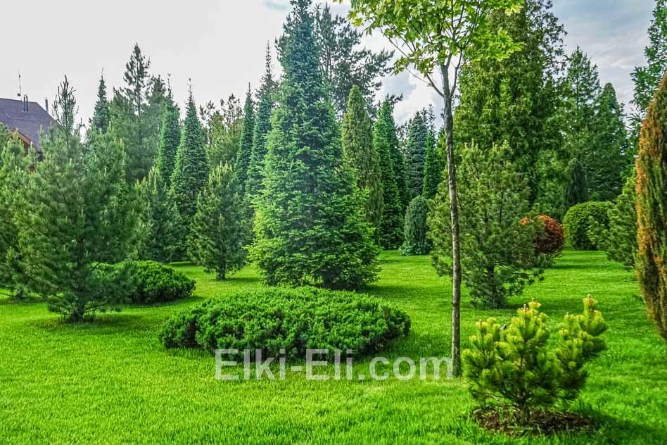 Пихта сибирская в загородном ландшафте