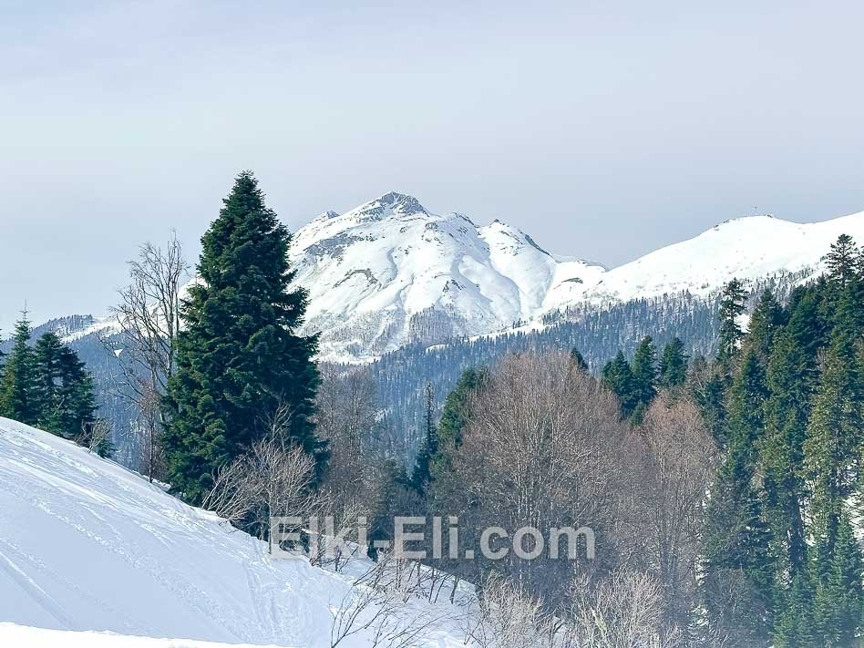 Ель Датская на Красной поляне