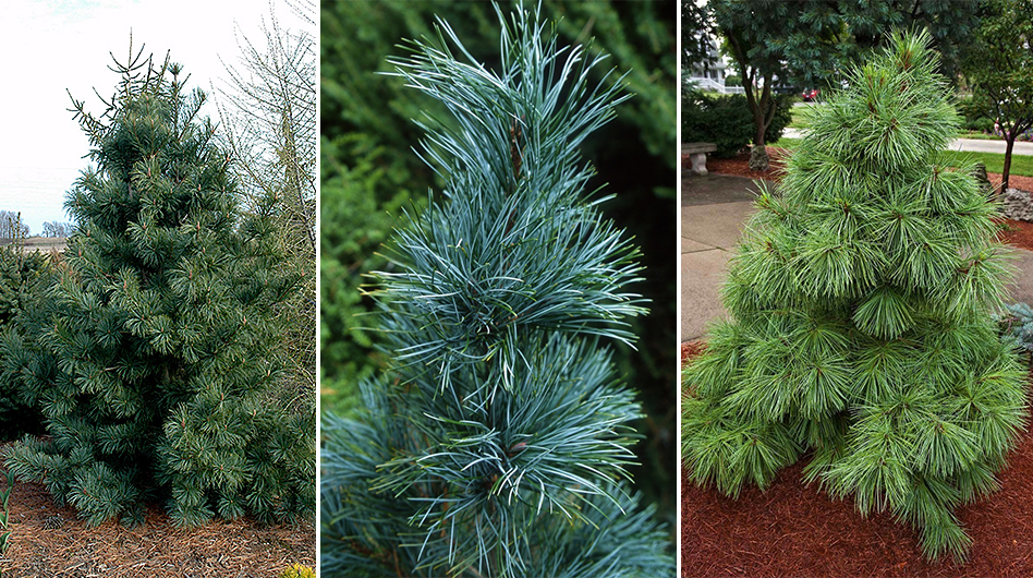 Сильверей (Лат. Pinus koraiensis Silveray), Моррис Блю (Лат. Pinus koraiensis Morris Blue), Нана (Лат. Pinus Koraiensis Nana)