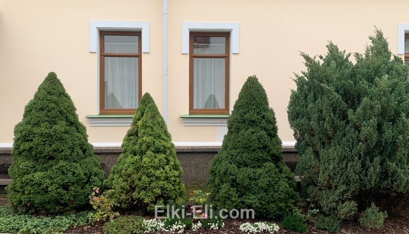 Ель коника в миксбордере Ель коника в миксбордере