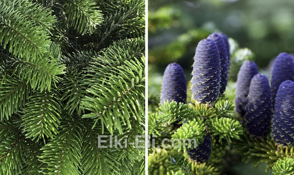 Хвоя и шишки пихты Нордмана