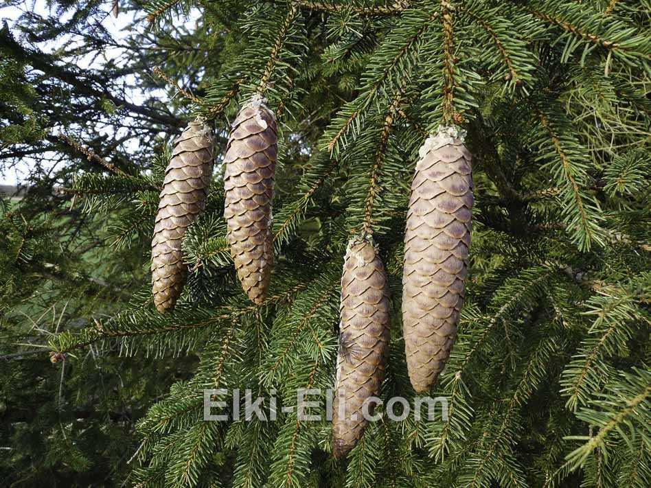 Хвоя и шишки ели удмуртской (сибирской)
