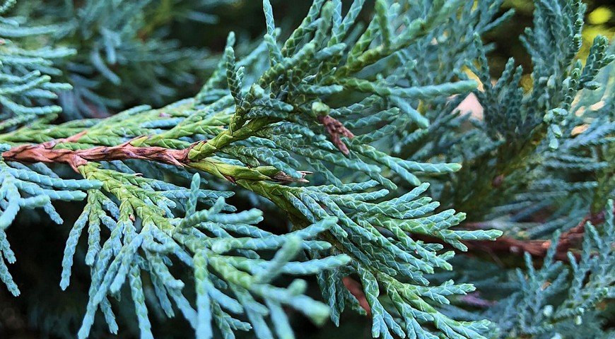 Хвоя можжевельника Мунглоу Хвоя можжевельника Мунглоу