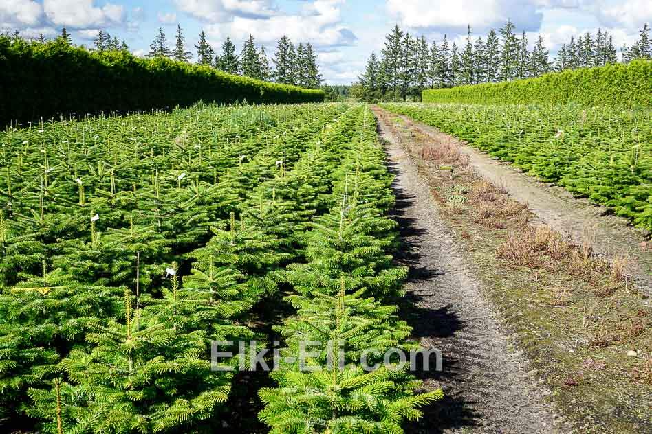 Пихта Нордмана - одна из самых привлекательных новогодних елочек