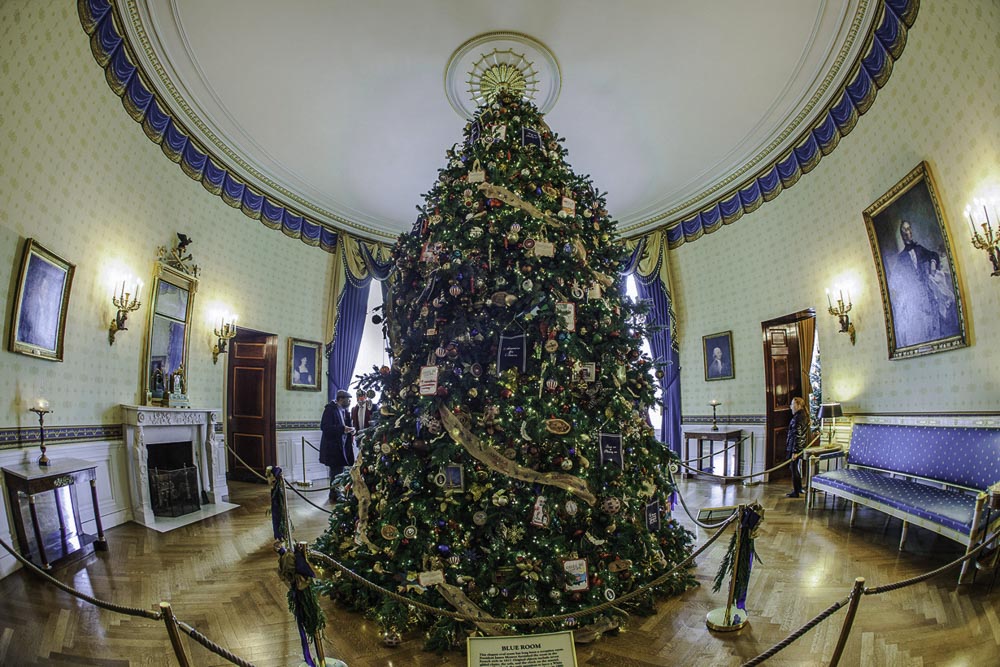Официальная рождественская елка (Пихта конколор) Белого Дома в 2014 году