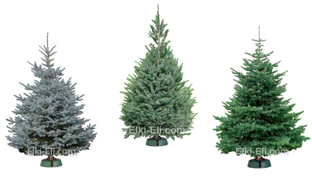 Зарубежные новогодние деревья: 1. Ель Американская, 2. Ель сербская, 3. Скандинавская пихта