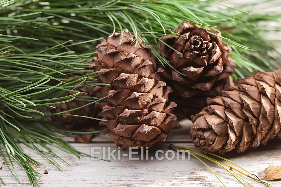 Хвоя и шишки кедра сибирского
