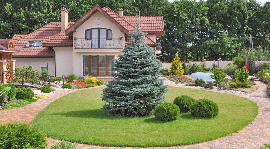 Ель колючая Эдит в ландшафте Ель колючая Эдит в ландшафте