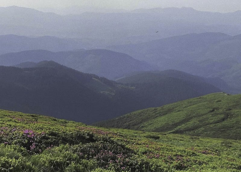 Дазифора кустарниковая в дикой природе Дазифора кустарниковая в дикой природе