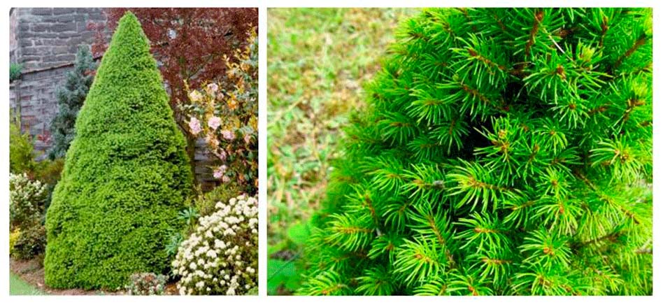 Ель Коника и ее необыкновенно плотная и пушистая хвоя.
