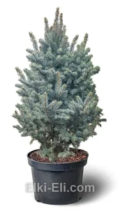 Ель колючая Изели, живое новогоднее дерево в емкости (горшке), фото