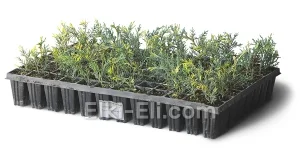 Можжевельник средний Блю энд Голд (мультиплата), фото