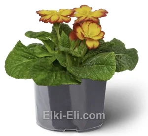 Примула оранжевая, фото