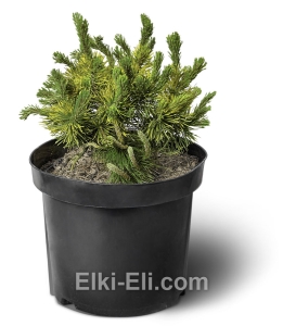 Сосна горная Carsten Wintergold (Карстен Винтерголд)  в горшке, фото Сосна горная Carsten Wintergold (Карстен Винтерголд)  в горшке, фото