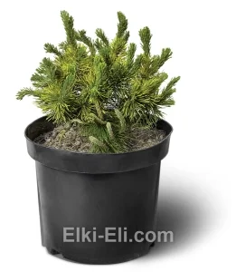 Сосна горная Carsten Wintergold (Карстен Винтерголд)  в горшке, фото