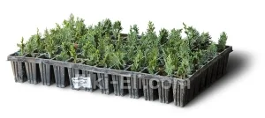 Кипарисовик туполистный (мультиплата), фото