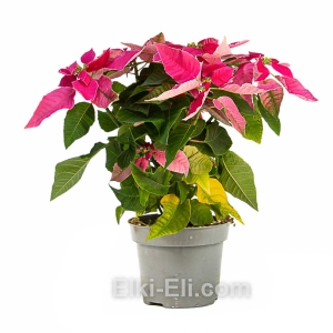 Пуансеттия (розовая), фото