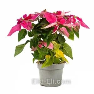 Пуансеттия (розовая), фото