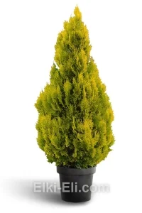 Туя западная Европа Голд в горшке, фото