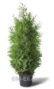Туя западная Брабант в горшке, фото