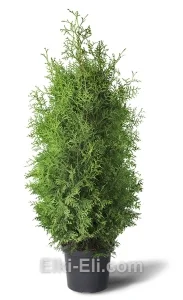 Туя западная Брабант в горшке, фото