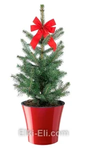 Ель колючая голубая в кашпо, фото